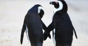 People Celebrate Same-Sex Penguin Couple Who Stole An Egg To Raise As Their Own