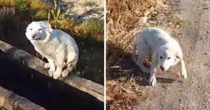 Un chiot abandonné implore un joggeur de le secourir