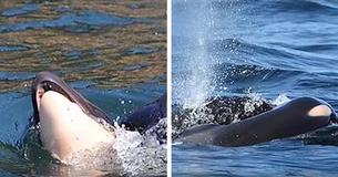 Une mère baleine en deuil portait les restes de son baleineau pendant plusieurs jours après son décès