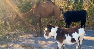 Kansas Police Find A Camel, A Cow, And A Donkey Lost On A Road
