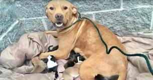 Pitbullmoeder en haar 10 pasgeboren puppy's werden gedumpt op de stoep van het dierenasiel