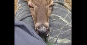 Une femme de l'Alabama laisse un cerf faire une sieste sur ses genoux