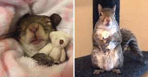 Squirrel Rescued From Hurricane Isaac Can't Sleep Without Teddy Bear