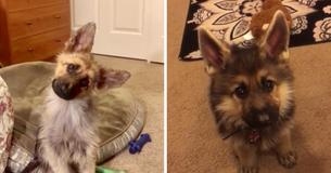 German Shepherd With Uncommon Condition Looks Like Puppy At Two-Years-Old