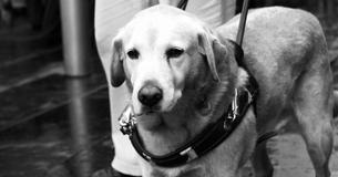 Blind Man With Guide Dog Allegedly Forced To Stand On Train As Passengers Refused To Give Up Their Seats