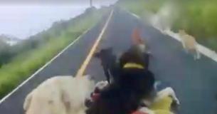 49-Year-Old Mexican Man Who Spent Six Years Rescuing Over 500 Dogs Is Now Focus Of Documentary
