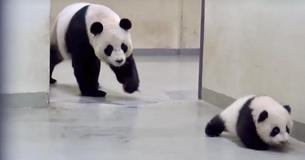 Baby Panda Wants To Go Exploring And Sneaks Away From Her Mother