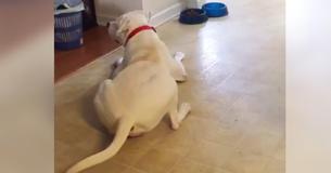 Un chien fait une crise de colère quand son propriétaire ne lui donne pas de sauce avec son dîner