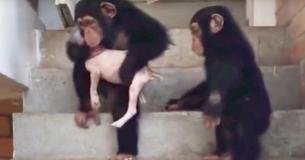 Un chiot malade a été soigné avec l'aide de chimpanzés
