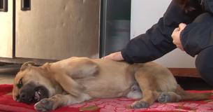 Un chien errant hurle chaque nuit pour s'endormir, souffrant d'un traumatisme.