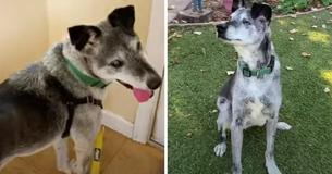 19-Year-Old Shelter Dog Still Loves To Play Fetch And Needs A Forever Home