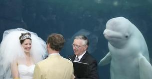 Ce béluga photo-bombe la cérémonie de mariage d'un couple à l'aquarium