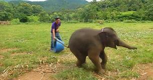 Un bébé éléphant de six mois rit de joie en jouant