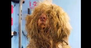 Sympathieke trimmer opent salon om middernacht om een zwerfhond een noodopknapbeurt te geven 