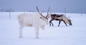 Rare White Baby Reindeer Sighted In Norway, Almost Disappears Into the Snowy Background