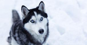 A Dog Wrapped Himself Around An Abandoned Two Year Old And Kept Him Alive In Freezing Weather