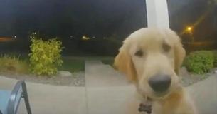 Golden Retriever sonne à la sonnette de la porte pour revenir après s'être échappé de la maison