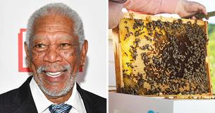 Morgan Freeman convertit un ranch de 124 acres en sanctuaire pour sauver une population d'abeilles mourantes