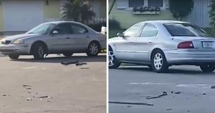 Black Labrador Retriever Locks Himself In Car, Puts It In Reverse, Drives In Circles For An Hour