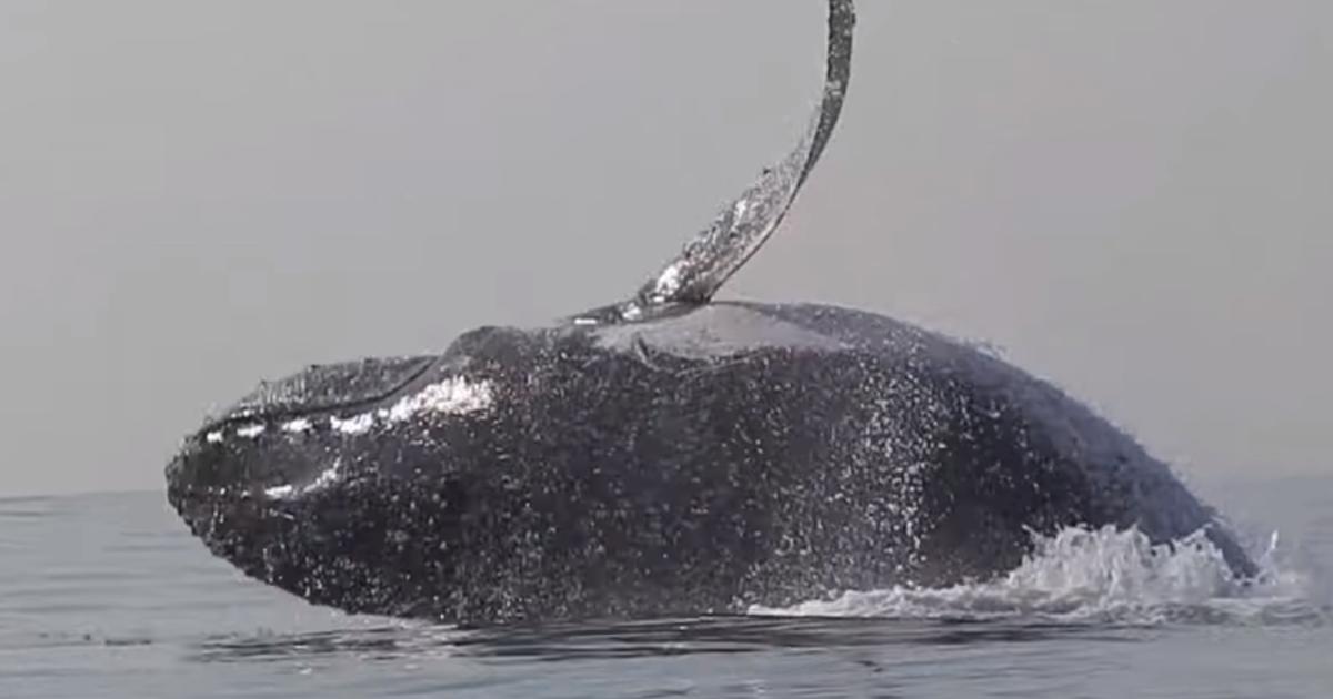 Springender Wal Divers Film Enormous Humpback Whale Leaping Entirely Out Of The Water