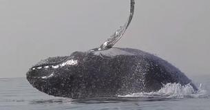 Divers Film Enormous Humpback Whale Leaping Entirely Out Of The Water
