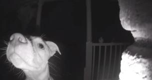 Dog Gets Locked Out By Accident At 2am And Rings The Doorbell With Her Nose