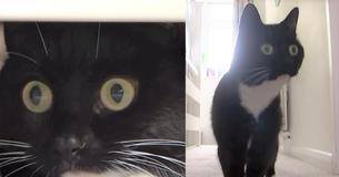 Cat From The UK Born With Permanently Shocked Expression