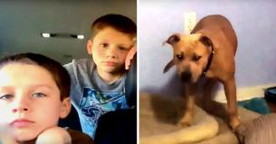 Pit Bull Protects Two Boys From A Venomous Snake, Passes Away The Next Day