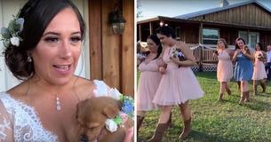 Tampa Bay Bride Asks Bridesmaids To Walk Down The Aisle With Shelter Puppies Instead Of Flowers