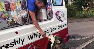 3-Year-Old Alaskan Malamute Enthusiastically Waits For The Ice Cream Truck Daily