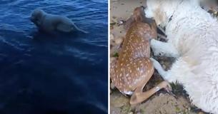 Un chien héroïque voit un bébé cerf se noyer et saute dans le port pour le sauver