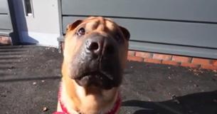 Dog Abandoned Scottish Train Station Tied To A Luggage Bag Full Of His Belongings