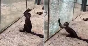 Monkey Sharpens Rock And Uses It To Break Through Glass Enclosure At Zoo