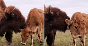 Helen, A Blind, Lonely Bison Was Ignored Until She Found Oliver, A Jersey Calf