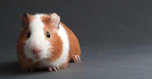 Dad From Massachusetts Lost Daughter's Hamster And Gets Famous With His Panicked Texts