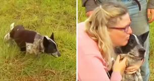 Deaf And Blind Dog Stays With Missing 3-Year-Old For 15 Hours And Keeps Her Safe Until Search Teams Find Her