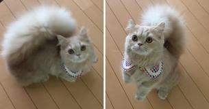 Een prachtige 'Napoleon' kat heeft een pluizige staart als een eekhoorn