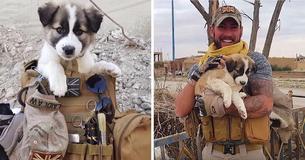 Syrische hond gaat op reis van 4.800 km naar Parijs om zich te verenigen met een soldaat die haar heeft gered