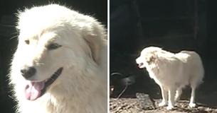 Mama Dog, In Severe Depression After 7 Puppies Perish In Fire, Meets Litter Of Orphans To Care For