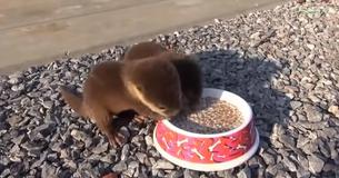 Geredde babyotters piepen terwijl ze 's morgens hun voedsel opeten