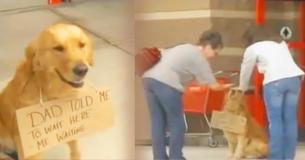 Goed getrainde en geredde Golden Retriever zit buiten een winkel in Pennsylvania met bordje rond zijn nek te wachten terwijl zijn eigenaar binnen is.