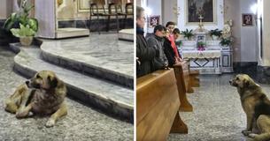 Un chien fidèle assiste chaque jour au service funèbre de son propriétaire à l'église, espérant qu'elle reviendra