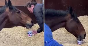 Spoilt Police Horse Has Officers Bring Him Cups Of Tea