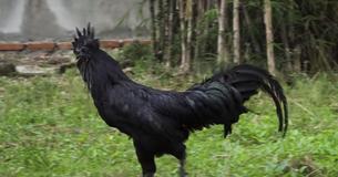 Ayam Cemani Chickens From Indonesia Are Completely Midnight Black From Tip To Tail