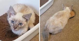 Siamese Kitten Found In Florida Road Makes Kitty Friend In Foster Care - Woman Adopts Them Both