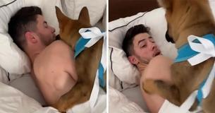 Priyanka Chopra filmde het moment dat ze haar man Nick Jonas verraste met een nieuwe hond