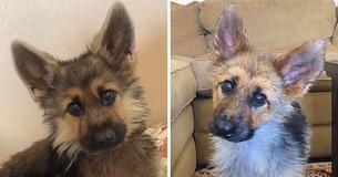 German Shepherd's Rare Condition Makes Him Look Like A Puppy In His Adult Years