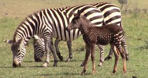 Rare Baby Zebra Born With Spots Instead Of Stripes Found In Kenya