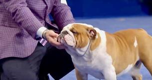 Thor The Bulldog Takes Home Best In Show At 2019 National Dog Awards