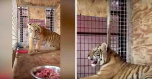 Un policier du Texas trouve sac noir abandonné sur l'herbe dans lequel se trouvait un bébé tigre